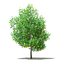 CGAxis Models Volume 105 - Fruit Trees Unreal Engine