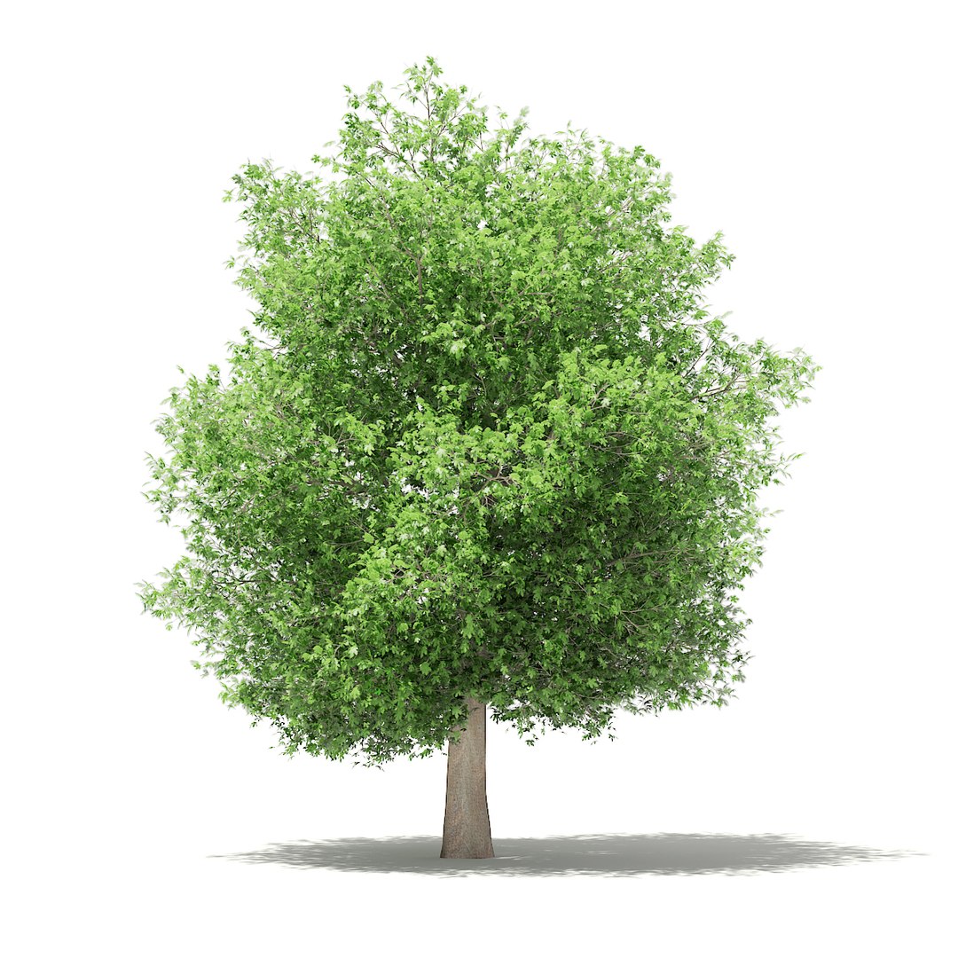 3D fruit trees volume 105 https://p.turbosquid.com/ts-thumb/PG/LIpBge/63yeWW9P/cgaxis_models_105_1900/jpg/1533498033/1920x1080/fit_q87/50fcfff493071c161a2875673d5690f821786074/cgaxis_models_105_1900.jpg