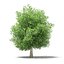 CGAxis Models Volume 105 - Fruit Trees Unreal Engine