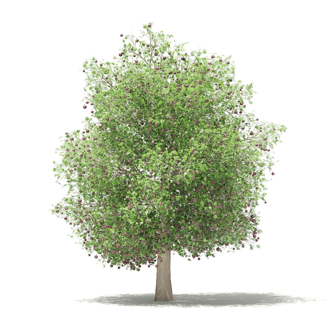 3D fruit trees volume 105 https://p.turbosquid.com/ts-thumb/PG/LIpBge/6VlUFKBG/cgaxis_models_105_2000/jpg/1533498033/1920x1080/fit_q87/2b25753cb87ef45ce50ff9288dc978d547d607ca/cgaxis_models_105_2000.jpg