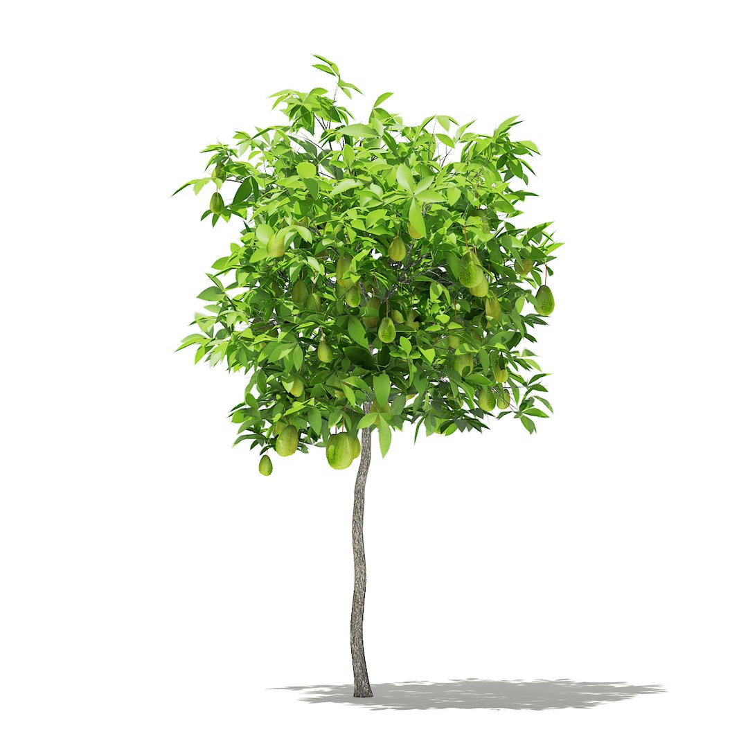 3D fruit trees volume 105 https://p.turbosquid.com/ts-thumb/PG/LIpBge/7GemTBP3/cgaxis_models_105_0200/jpg/1533498032/1920x1080/fit_q87/102d7ff37028bc8accc2a89f44de35d74d53c4ac/cgaxis_models_105_0200.jpg