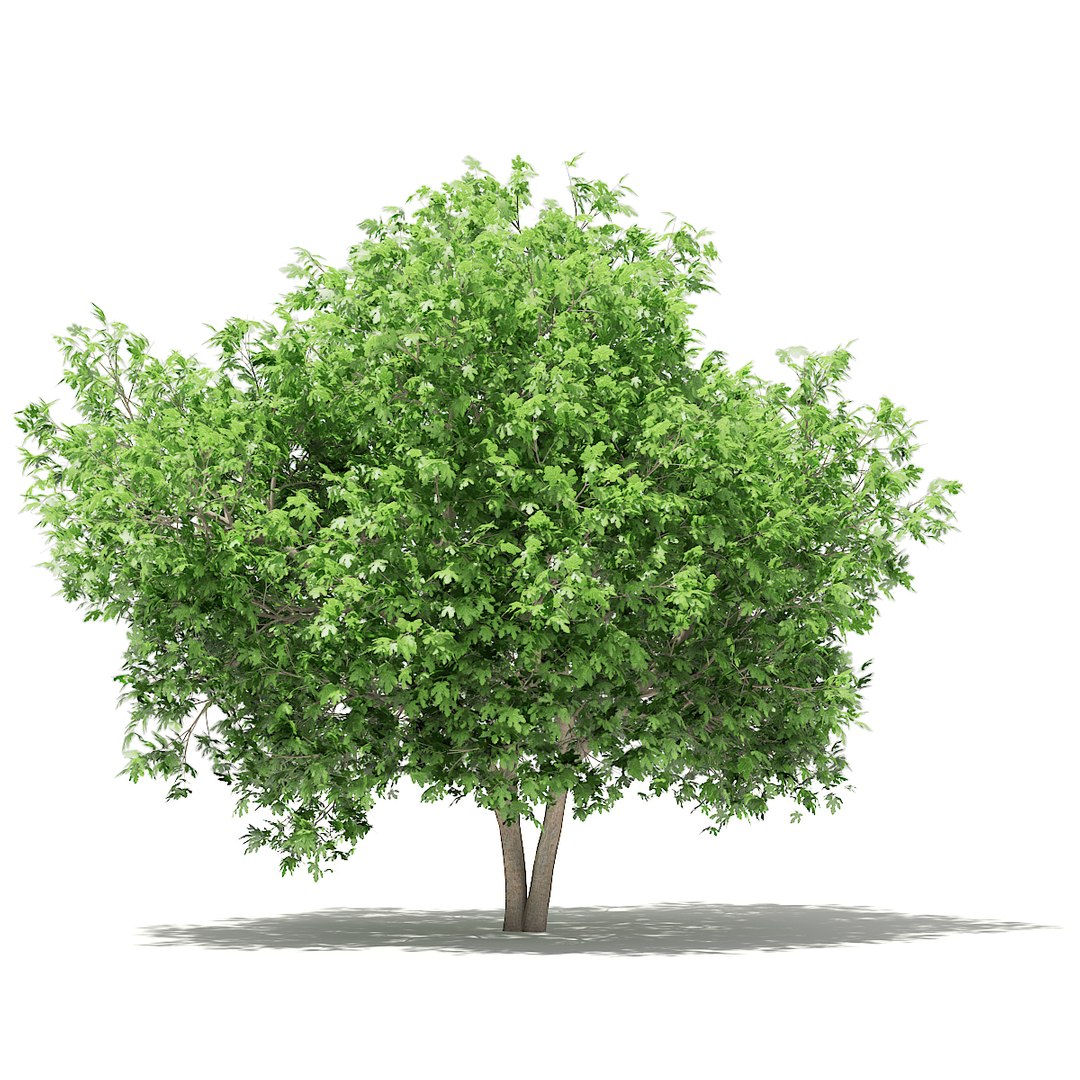 3D fruit trees volume 105 https://p.turbosquid.com/ts-thumb/PG/LIpBge/8ExQYkwh/cgaxis_models_105_1500/jpg/1533498033/1920x1080/fit_q87/e93c230d0e6bf0870c6cda0907cb0342200581a6/cgaxis_models_105_1500.jpg