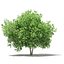 CGAxis Models Volume 105 - Fruit Trees Unreal Engine