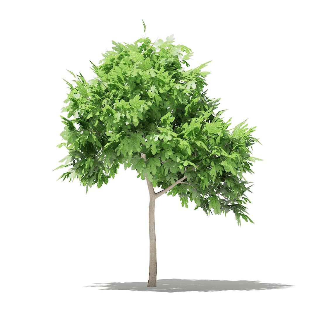 3D fruit trees volume 105 https://p.turbosquid.com/ts-thumb/PG/LIpBge/8PXwBlWv/cgaxis_models_105_1100/jpg/1533498033/1920x1080/fit_q87/57621c9e755abb88d8dbb1adfe5e853dfc2cdd83/cgaxis_models_105_1100.jpg