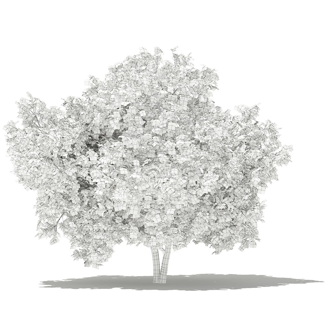 3D fruit trees volume 105 https://p.turbosquid.com/ts-thumb/PG/LIpBge/8fiqaApt/cgaxis_models_105_1500grid/jpg/1533498033/1920x1080/fit_q87/3e2a1d970efa3546c852701d79f4fbbbd84f3070/cgaxis_models_105_1500grid.jpg
