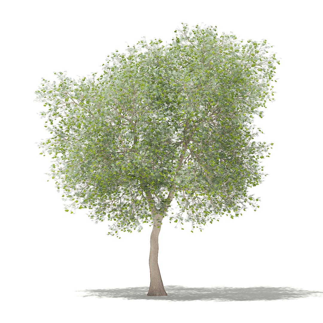 3D fruit trees volume 105 https://p.turbosquid.com/ts-thumb/PG/LIpBge/ABFy7iwC/cgaxis_models_105_3600/jpg/1533498034/1920x1080/fit_q87/bfcf6a78991d310f3eaf99fceaf459471f0541e4/cgaxis_models_105_3600.jpg