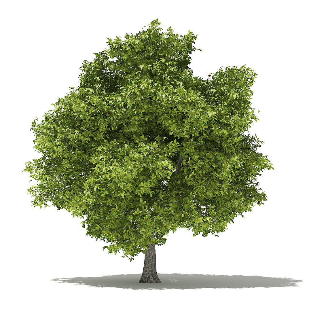 3D fruit trees volume 105 https://p.turbosquid.com/ts-thumb/PG/LIpBge/AI8YOa20/cgaxis_models_105_1000/jpg/1533498033/1920x1080/fit_q87/53e446e050a9cdcab05ba38c74e304fba253814b/cgaxis_models_105_1000.jpg