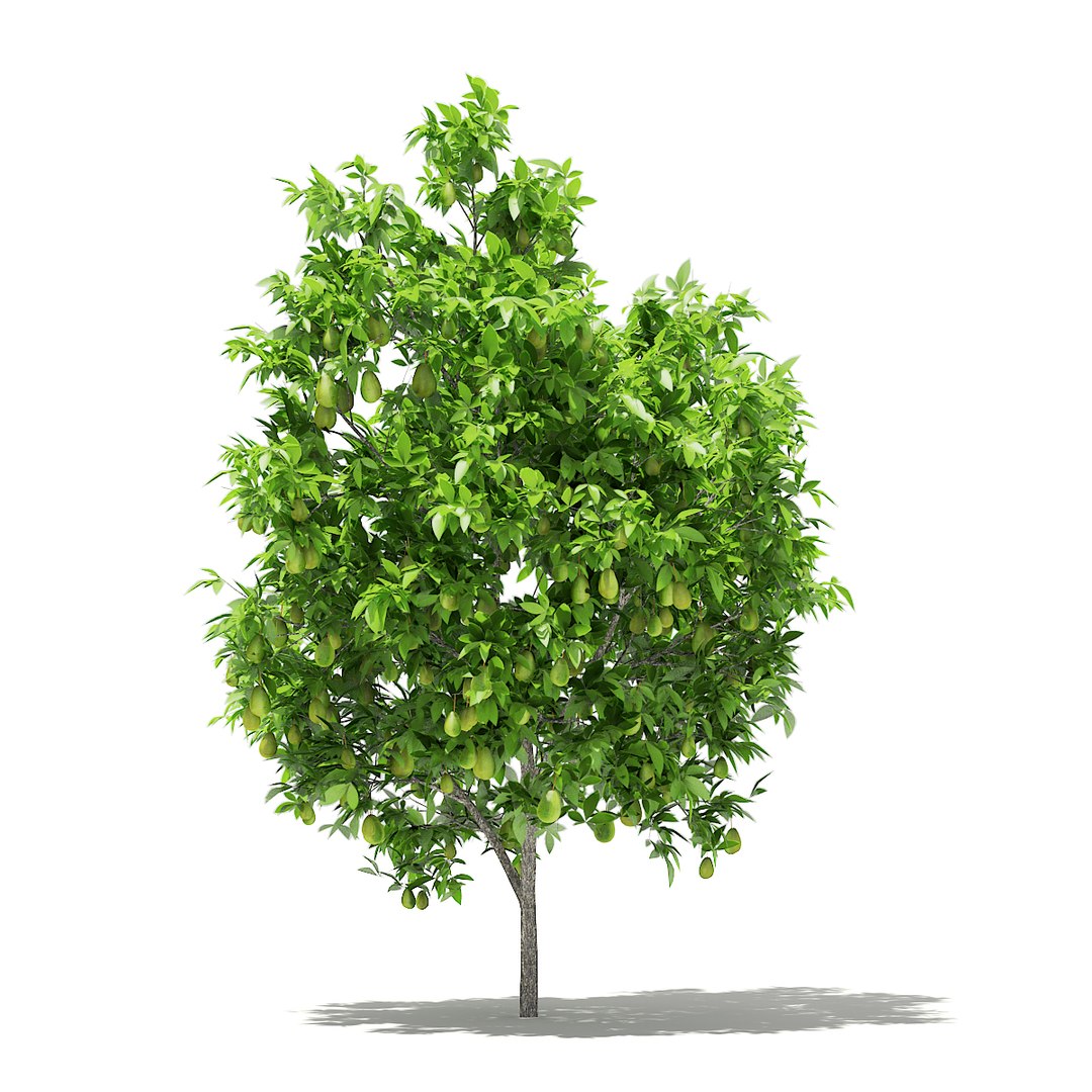 3D fruit trees volume 105 https://p.turbosquid.com/ts-thumb/PG/LIpBge/Aod74bw2/cgaxis_models_105_0400/jpg/1533498032/1920x1080/fit_q87/d1ee95bc3220603079f89f502be1faa7ae59aa45/cgaxis_models_105_0400.jpg