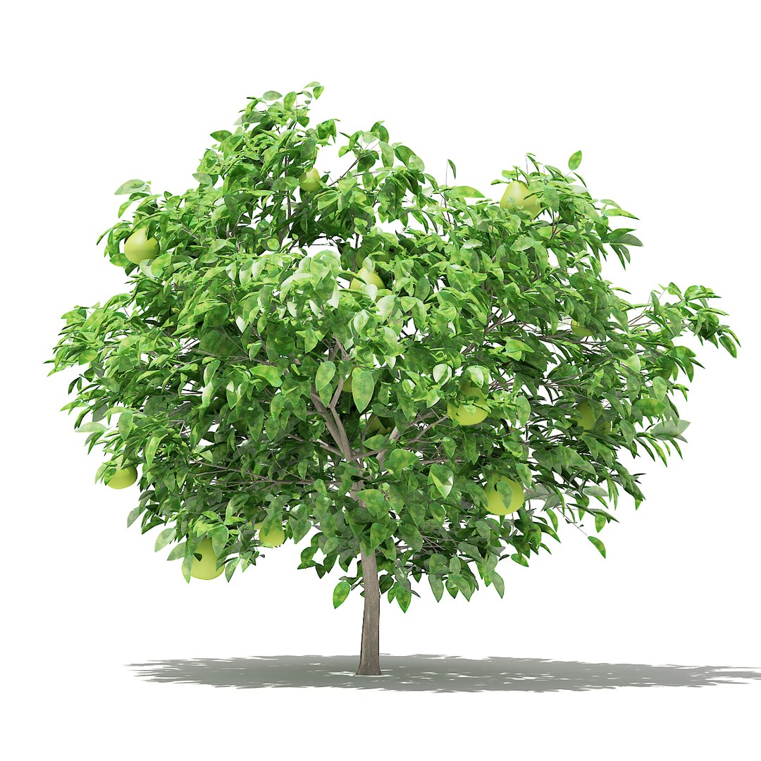 3D fruit trees volume 105 https://p.turbosquid.com/ts-thumb/PG/LIpBge/CZsQ9wQR/cgaxis_models_105_5200/jpg/1533498034/1920x1080/fit_q87/bd80f425a9396ddf1452210ddf3ed5dba6167d0d/cgaxis_models_105_5200.jpg