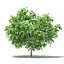 CGAxis Models Volume 105 - Fruit Trees Unreal Engine