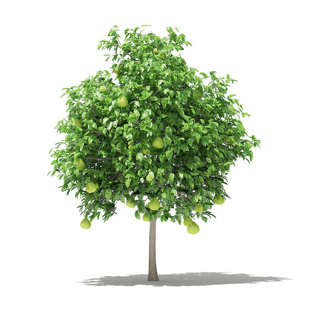 3D fruit trees volume 105 https://p.turbosquid.com/ts-thumb/PG/LIpBge/DdX0KYZ4/cgaxis_models_105_5400/jpg/1533498034/1920x1080/fit_q87/654f1d8b6a82339a05f1300fe88e2f58ae23e843/cgaxis_models_105_5400.jpg