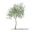 CGAxis Models Volume 105 - Fruit Trees Unreal Engine