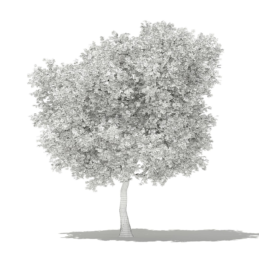 3D fruit trees volume 105 https://p.turbosquid.com/ts-thumb/PG/LIpBge/FPPbprnd/cgaxis_models_105_3500grid/jpg/1533498034/1920x1080/fit_q87/9a81dd8e3b70982d9fd3251665fdc6e769b81fff/cgaxis_models_105_3500grid.jpg