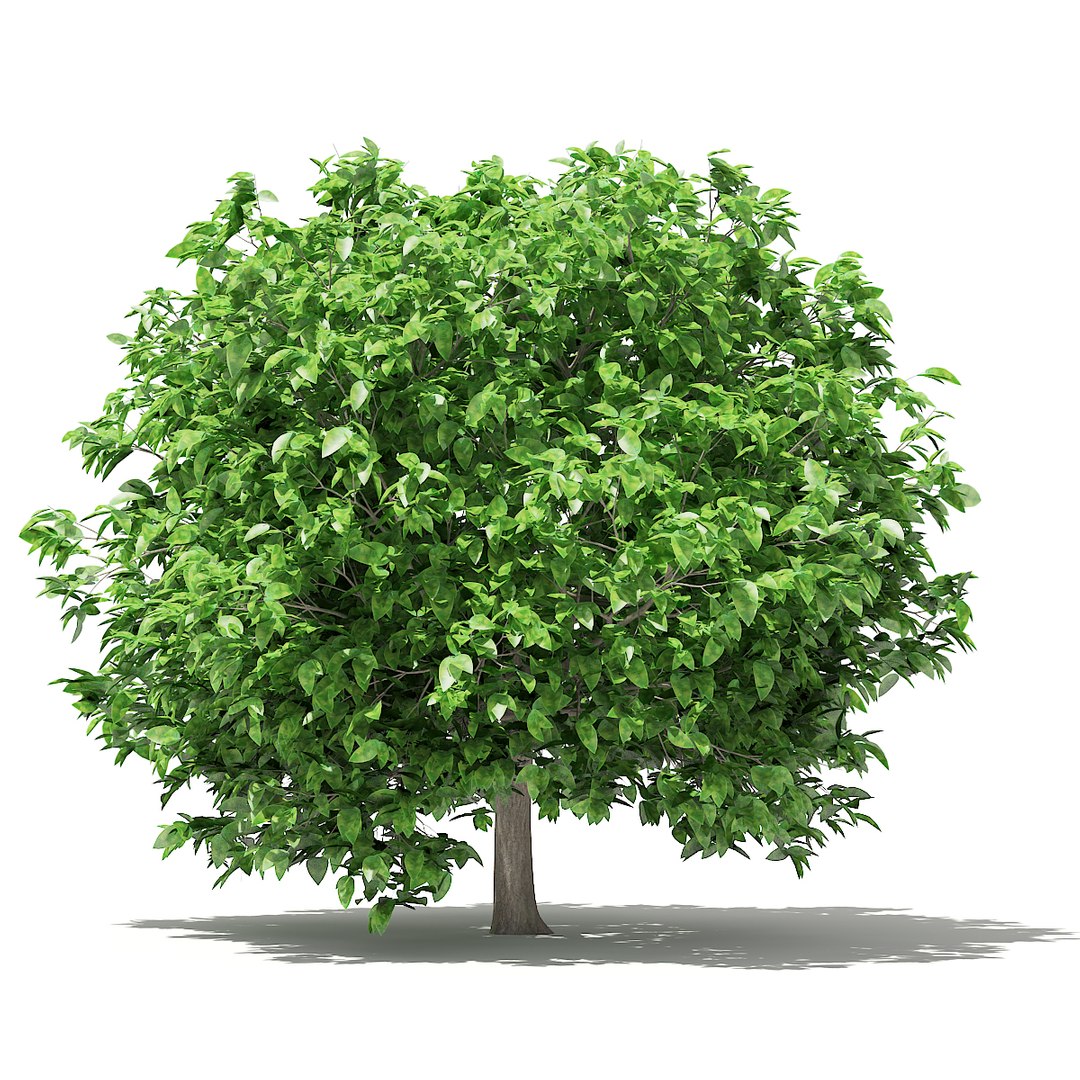 3D fruit trees volume 105 https://p.turbosquid.com/ts-thumb/PG/LIpBge/HmHtHdjP/cgaxis_models_105_5700/jpg/1533498035/1920x1080/fit_q87/3d76ec1794623fe51fead89a5521ea55c0687c14/cgaxis_models_105_5700.jpg