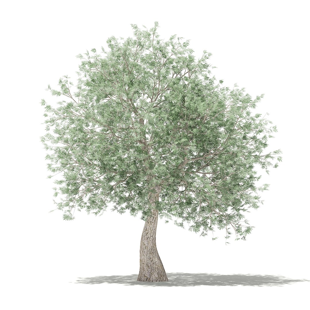 3D fruit trees volume 105 https://p.turbosquid.com/ts-thumb/PG/LIpBge/I279iy8v/cgaxis_models_105_3900/jpg/1533498034/1920x1080/fit_q87/faf5517e9e1930af428505718d575e07e75eb244/cgaxis_models_105_3900.jpg