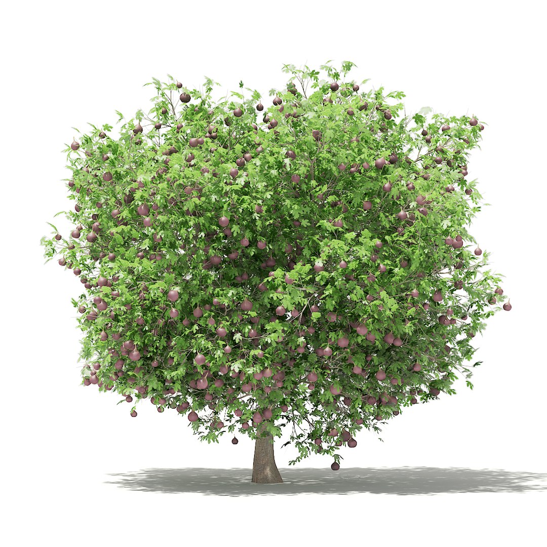 3D fruit trees volume 105 https://p.turbosquid.com/ts-thumb/PG/LIpBge/LWnKdABZ/cgaxis_models_105_1800/jpg/1533498033/1920x1080/fit_q87/4d46314c141e8c737b89bea6a724d392f6d07177/cgaxis_models_105_1800.jpg