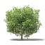 CGAxis Models Volume 105 - Fruit Trees Unreal Engine