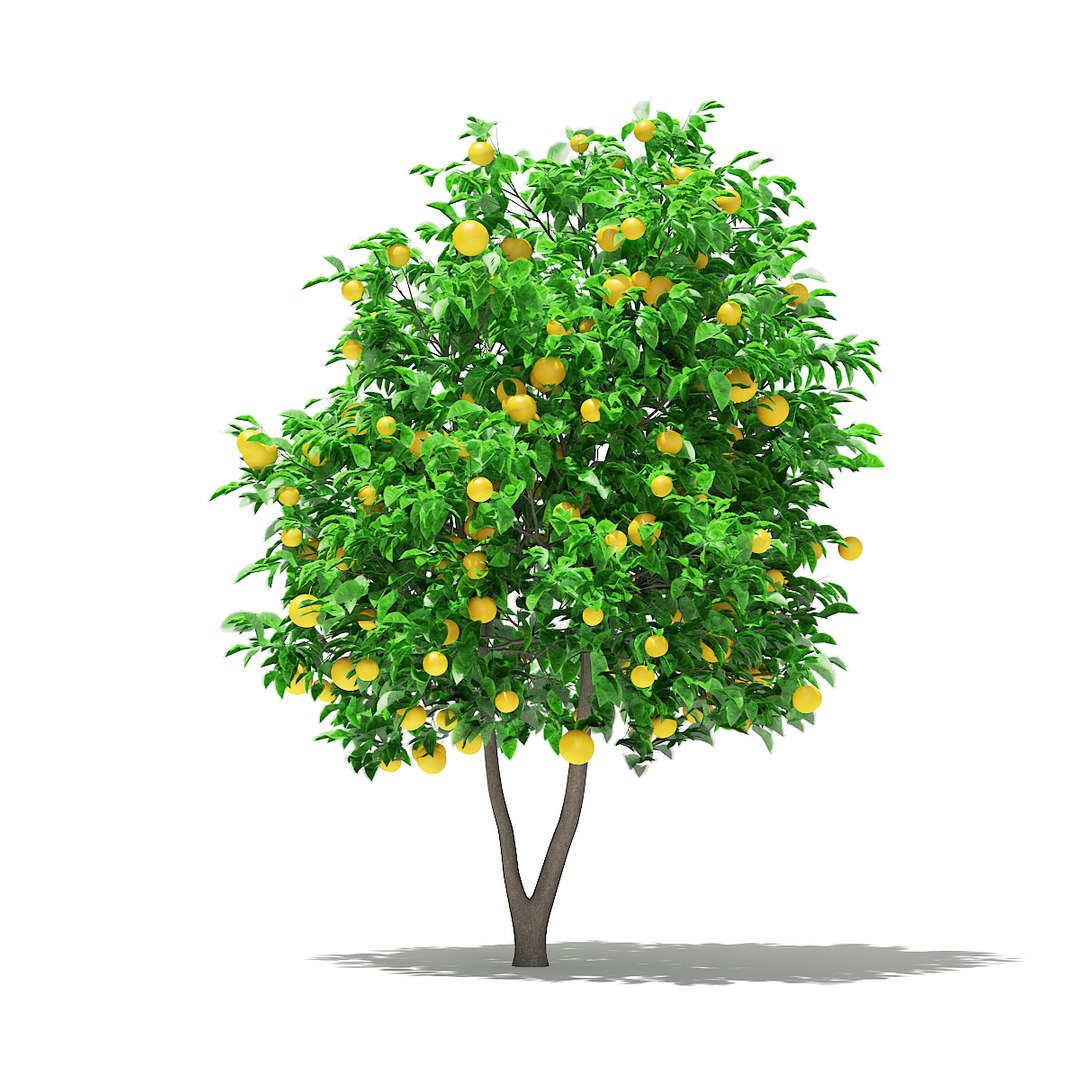 3D fruit trees volume 105 https://p.turbosquid.com/ts-thumb/PG/LIpBge/NCBsYGiH/cgaxis_models_105_2600/jpg/1533498033/1920x1080/fit_q87/22b4ffcd1b865146aa39ac9b319f14fd9ebb00e2/cgaxis_models_105_2600.jpg