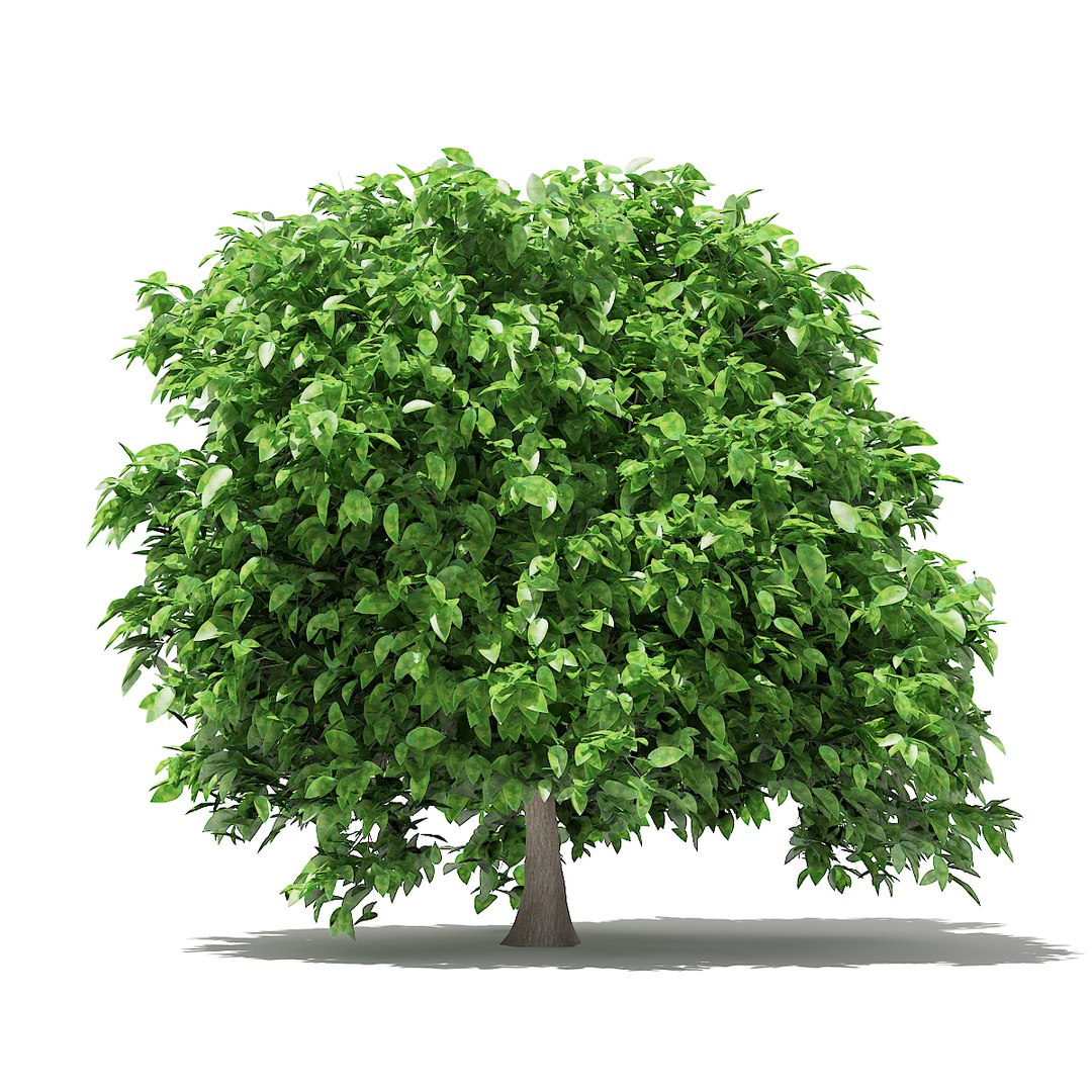3D fruit trees volume 105 https://p.turbosquid.com/ts-thumb/PG/LIpBge/QsbA0RWd/cgaxis_models_105_5900/jpg/1533498035/1920x1080/fit_q87/a440d1e20b84e046a0b91a2d089c82ebd70f4641/cgaxis_models_105_5900.jpg
