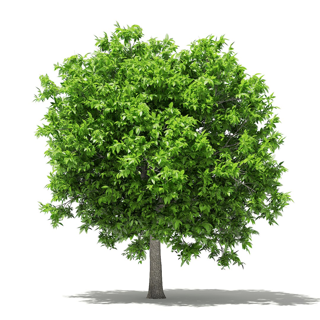 3D fruit trees volume 105 https://p.turbosquid.com/ts-thumb/PG/LIpBge/RSDiZbFR/cgaxis_models_105_0500/jpg/1533498032/1920x1080/fit_q87/43f604ee05431bde7bb429d9180cc0c533c7eee2/cgaxis_models_105_0500.jpg