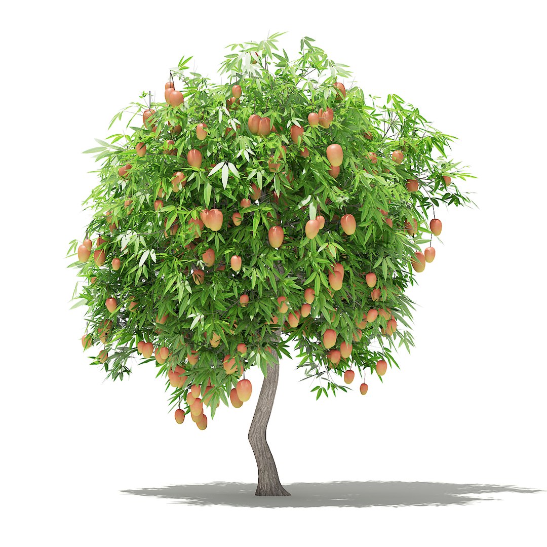 3D fruit trees volume 105 https://p.turbosquid.com/ts-thumb/PG/LIpBge/SYV0VvhB/cgaxis_models_105_4600/jpg/1533498034/1920x1080/fit_q87/f66cd991f7e35456095110d7ed4dcc4ef5466722/cgaxis_models_105_4600.jpg