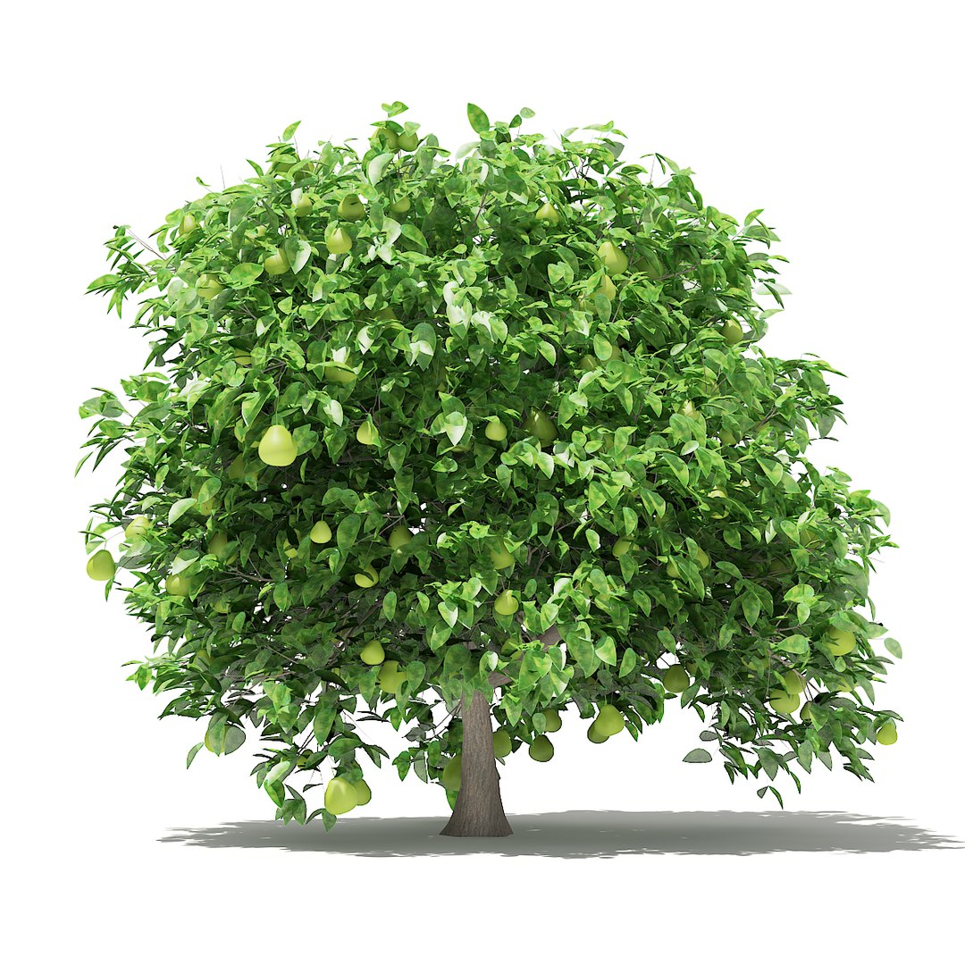 3D fruit trees volume 105 https://p.turbosquid.com/ts-thumb/PG/LIpBge/Sl7luDaE/cgaxis_models_105_6000/jpg/1533498035/1920x1080/fit_q87/c59a1826bab06e49c019f251b9cca2d631a35201/cgaxis_models_105_6000.jpg
