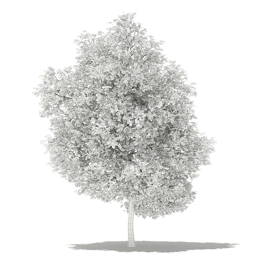 3D fruit trees volume 105 https://p.turbosquid.com/ts-thumb/PG/LIpBge/TsHMpEvQ/cgaxis_models_105_2900grid/jpg/1533498033/1920x1080/fit_q87/759d0b43b0aaa401c906c7183a85ccd32afecac9/cgaxis_models_105_2900grid.jpg
