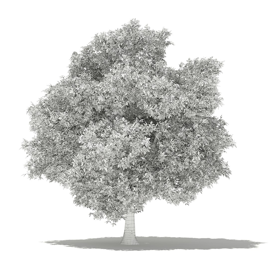 3D fruit trees volume 105 https://p.turbosquid.com/ts-thumb/PG/LIpBge/UTMagvIf/cgaxis_models_105_0900grid/jpg/1533498033/1920x1080/fit_q87/48219bd7a306ea6517db58f87db4ab4a6f705d50/cgaxis_models_105_0900grid.jpg