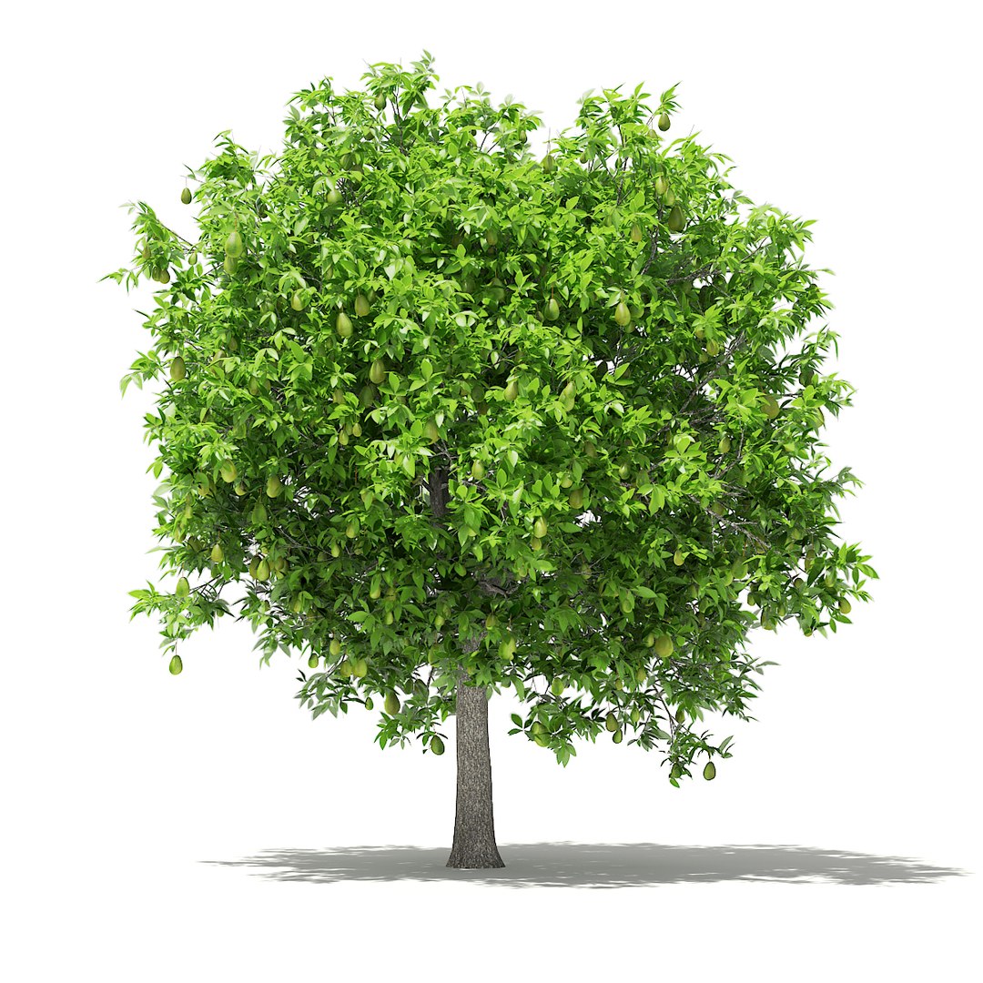 3D fruit trees volume 105 https://p.turbosquid.com/ts-thumb/PG/LIpBge/UdcYT062/cgaxis_models_105_0600/jpg/1533498032/1920x1080/fit_q87/577eb62413ea30dfdee17d75985c0d214656f061/cgaxis_models_105_0600.jpg