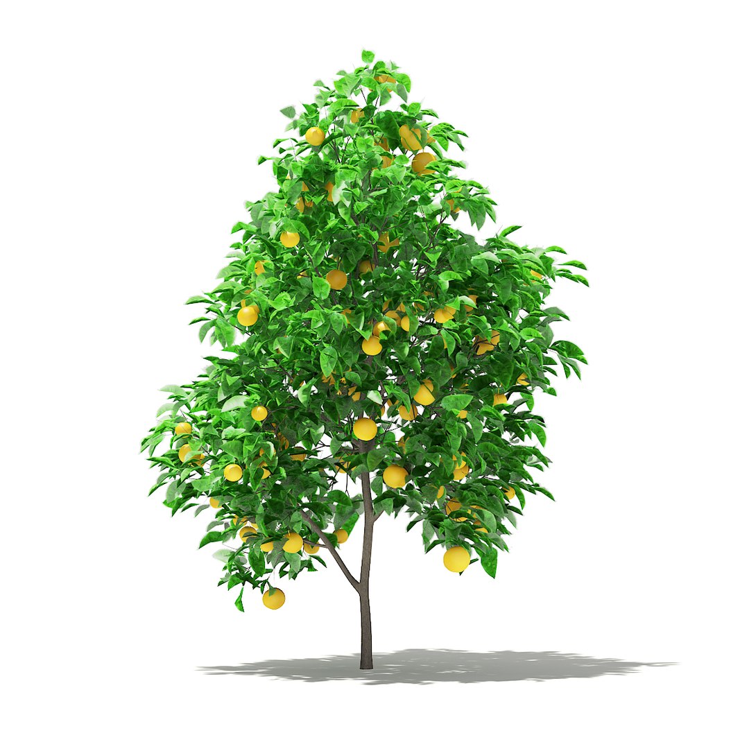 3D fruit trees volume 105 https://p.turbosquid.com/ts-thumb/PG/LIpBge/XmdivdoA/cgaxis_models_105_2400/jpg/1533498033/1920x1080/fit_q87/829c396a9b550dc47e1884f8db5f1200ea52d8f1/cgaxis_models_105_2400.jpg