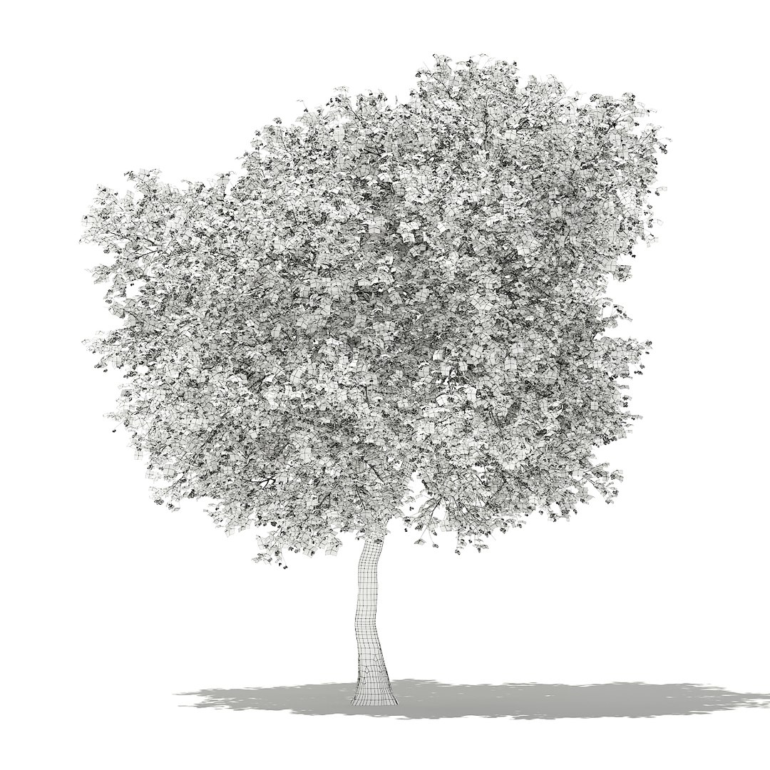 3D fruit trees volume 105 https://p.turbosquid.com/ts-thumb/PG/LIpBge/YFDdg066/cgaxis_models_105_3600grid/jpg/1533498034/1920x1080/fit_q87/4ff7b84393e5550cdabeda8d5305b644372e8211/cgaxis_models_105_3600grid.jpg