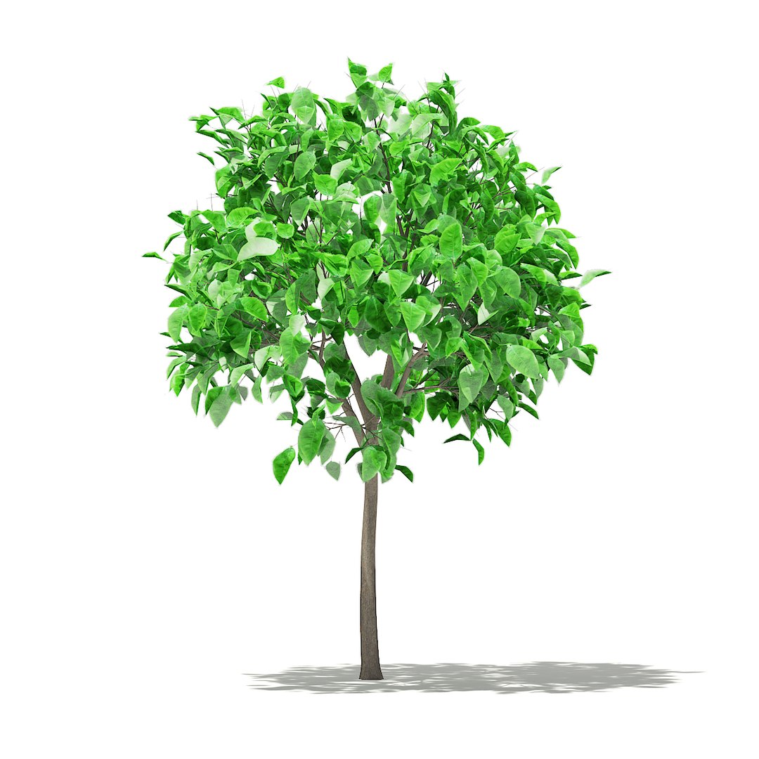 3D fruit trees volume 105 https://p.turbosquid.com/ts-thumb/PG/LIpBge/YIRweIs2/cgaxis_models_105_2100/jpg/1533498033/1920x1080/fit_q87/a8189be71cc93469f9523252d68f8b5942e0f8f2/cgaxis_models_105_2100.jpg