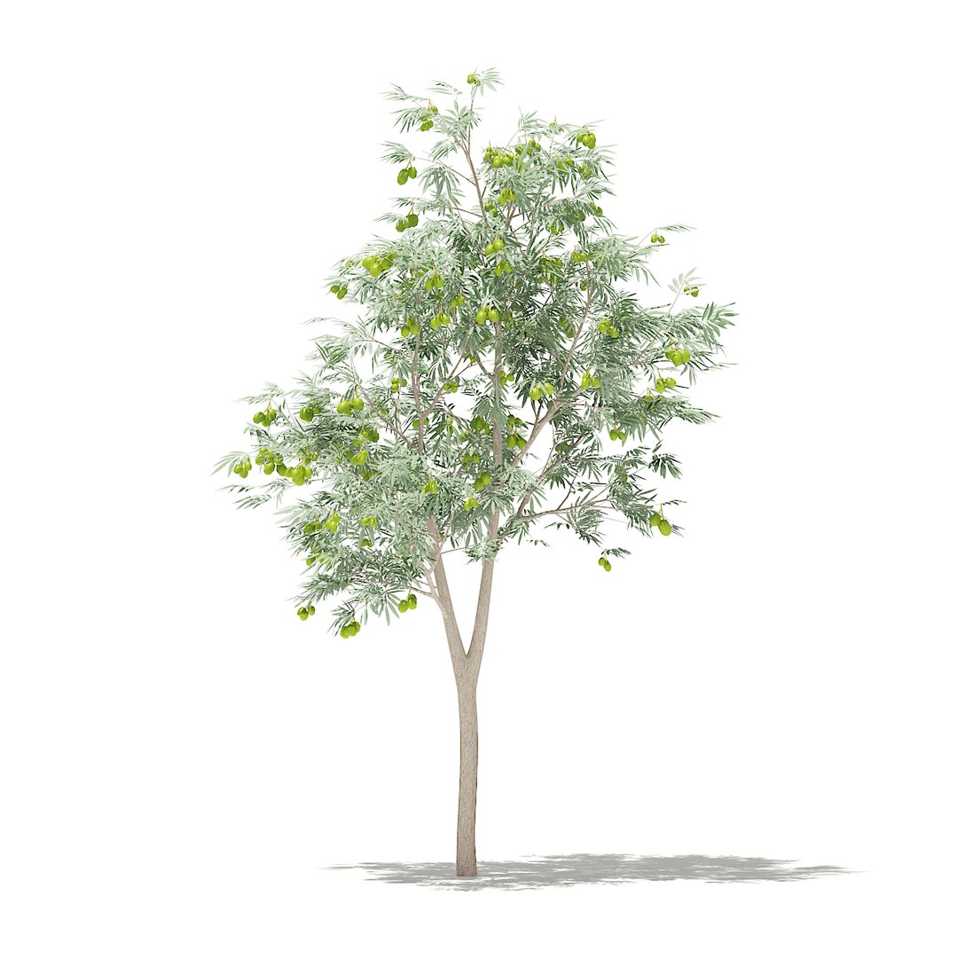 3D fruit trees volume 105 https://p.turbosquid.com/ts-thumb/PG/LIpBge/acQX3G4N/cgaxis_models_105_3200/jpg/1533498034/1920x1080/fit_q87/7356e79f040cacb1888408cbdb0791b8a935ffd2/cgaxis_models_105_3200.jpg