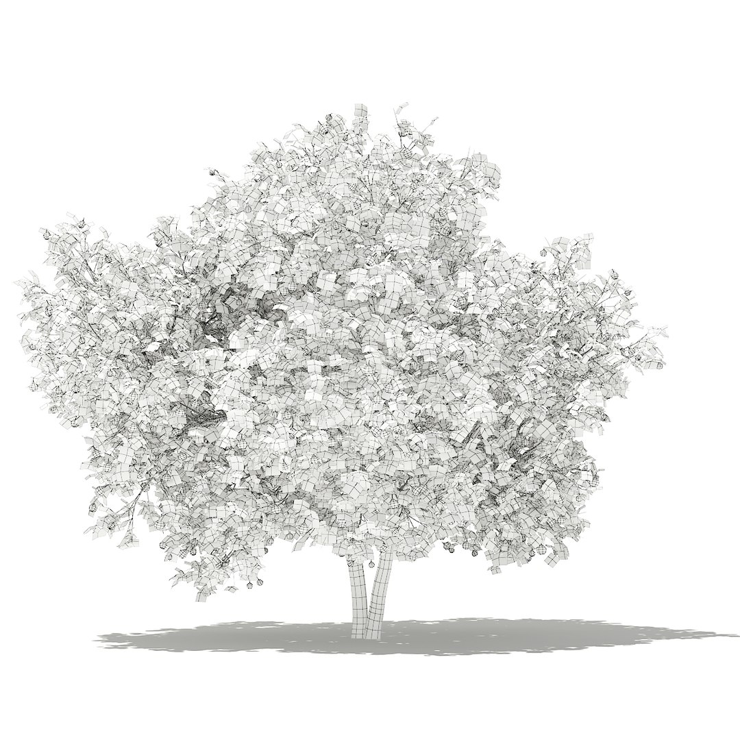 3D fruit trees volume 105 https://p.turbosquid.com/ts-thumb/PG/LIpBge/bQeXEGMc/cgaxis_models_105_1600grid/jpg/1533498033/1920x1080/fit_q87/82754bf36137e8fa41091f8d110386ee55bb0236/cgaxis_models_105_1600grid.jpg