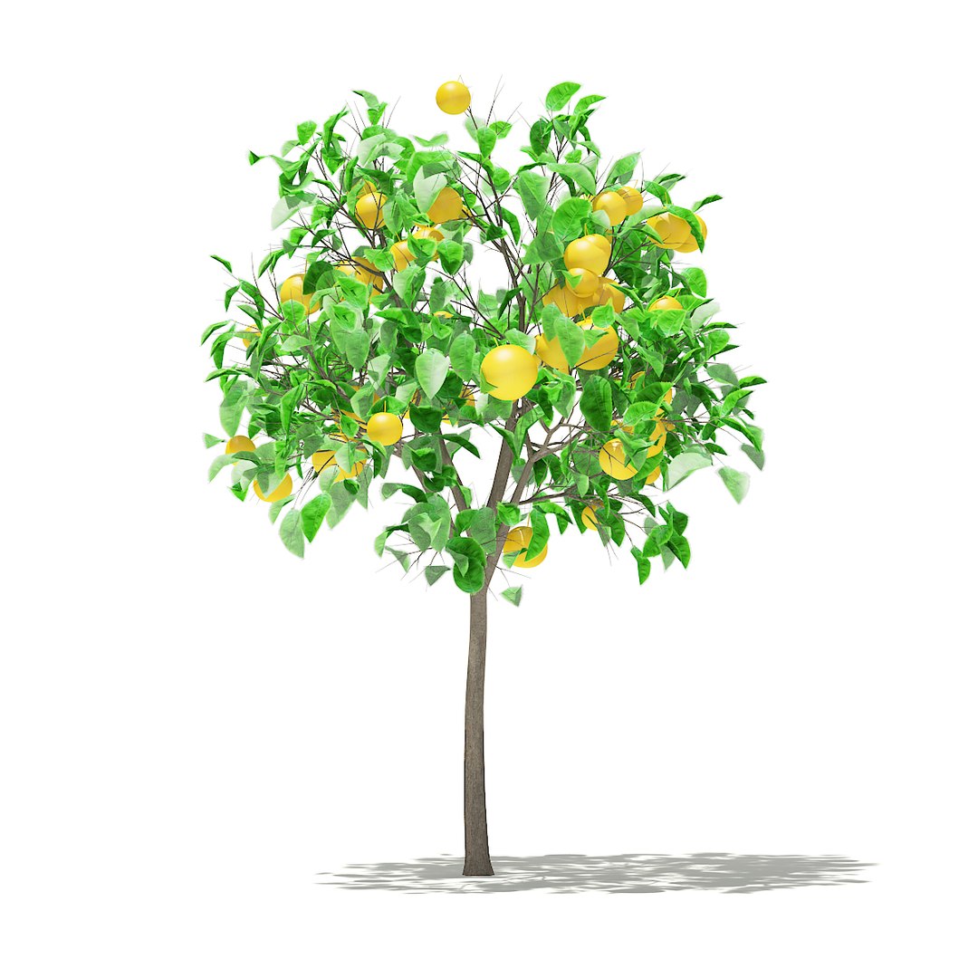3D fruit trees volume 105 https://p.turbosquid.com/ts-thumb/PG/LIpBge/bZsg1QMb/cgaxis_models_105_2200/jpg/1533498033/1920x1080/fit_q87/4787406603bb8c33aa8e16a6385b6ebdd34d0db8/cgaxis_models_105_2200.jpg