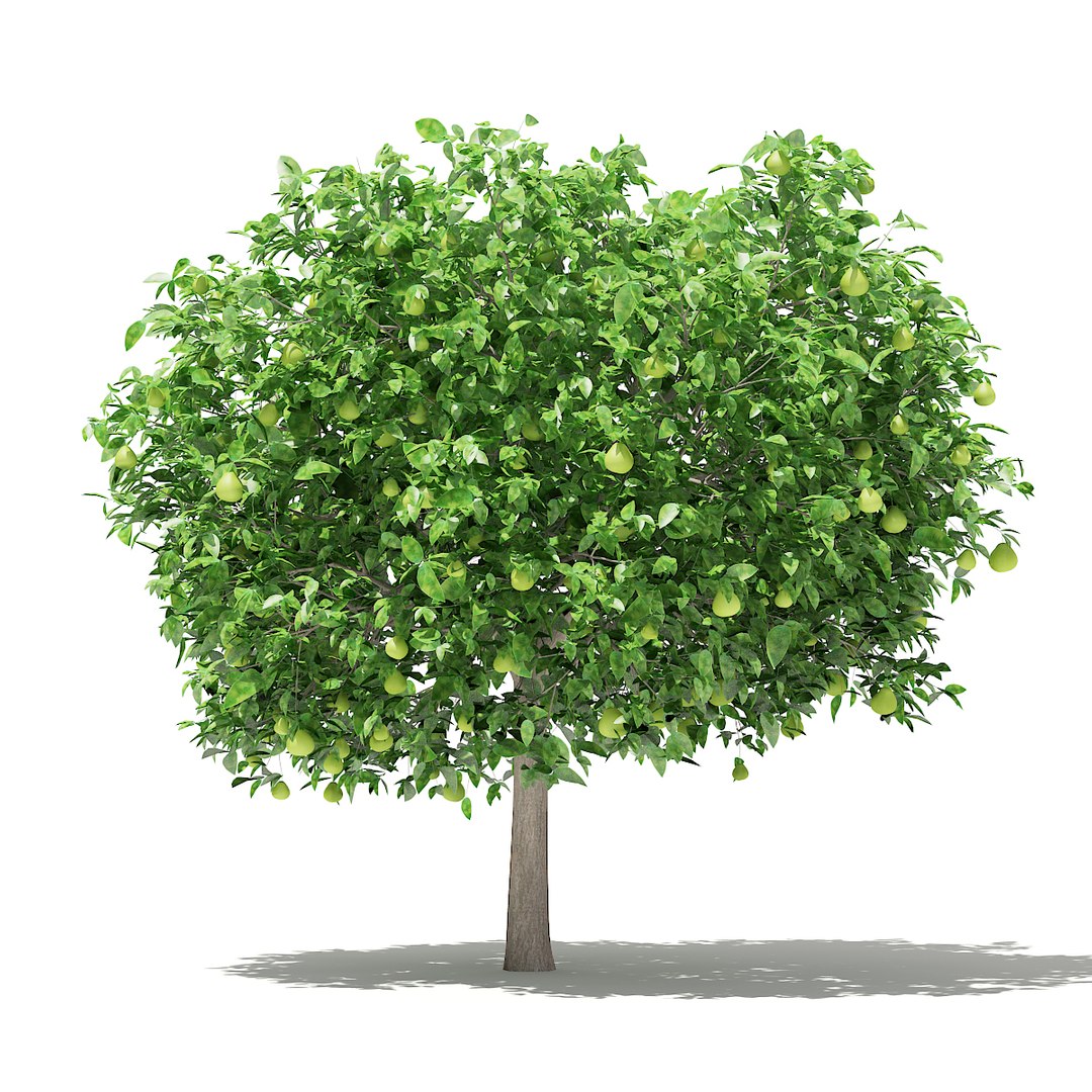 3D fruit trees volume 105 https://p.turbosquid.com/ts-thumb/PG/LIpBge/dZFePVIG/cgaxis_models_105_5600/jpg/1533498035/1920x1080/fit_q87/c7f1cded122d88005c7acba556bde0eff3fe7519/cgaxis_models_105_5600.jpg