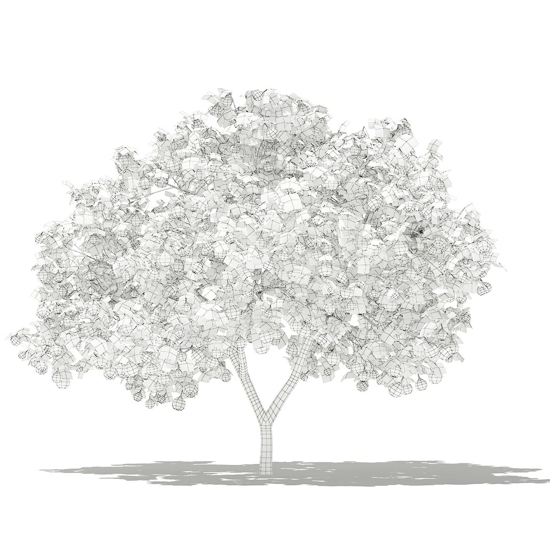 3D fruit trees volume 105 https://p.turbosquid.com/ts-thumb/PG/LIpBge/egaFV4uC/cgaxis_models_105_1400grid/jpg/1533498033/1920x1080/fit_q87/9852a86de5e89262df41ba57bf3b4762a489ccae/cgaxis_models_105_1400grid.jpg
