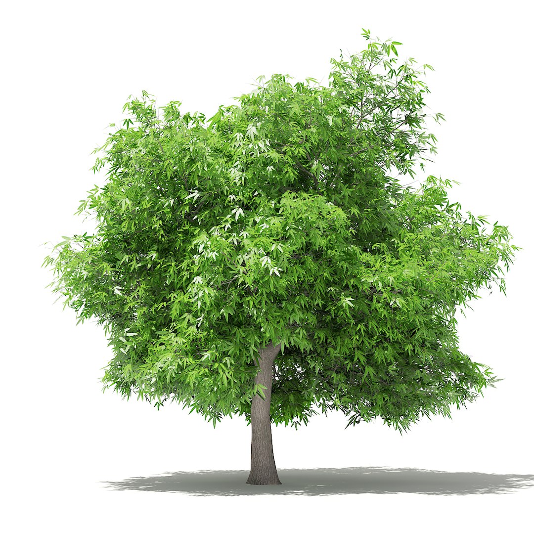 3D fruit trees volume 105 https://p.turbosquid.com/ts-thumb/PG/LIpBge/gfmiiQRu/cgaxis_models_105_4900/jpg/1533498034/1920x1080/fit_q87/b52d1862c95601e83b61033acf4b95bd448bd711/cgaxis_models_105_4900.jpg