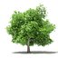 CGAxis Models Volume 105 - Fruit Trees Unreal Engine