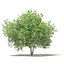 CGAxis Models Volume 105 - Fruit Trees Unreal Engine