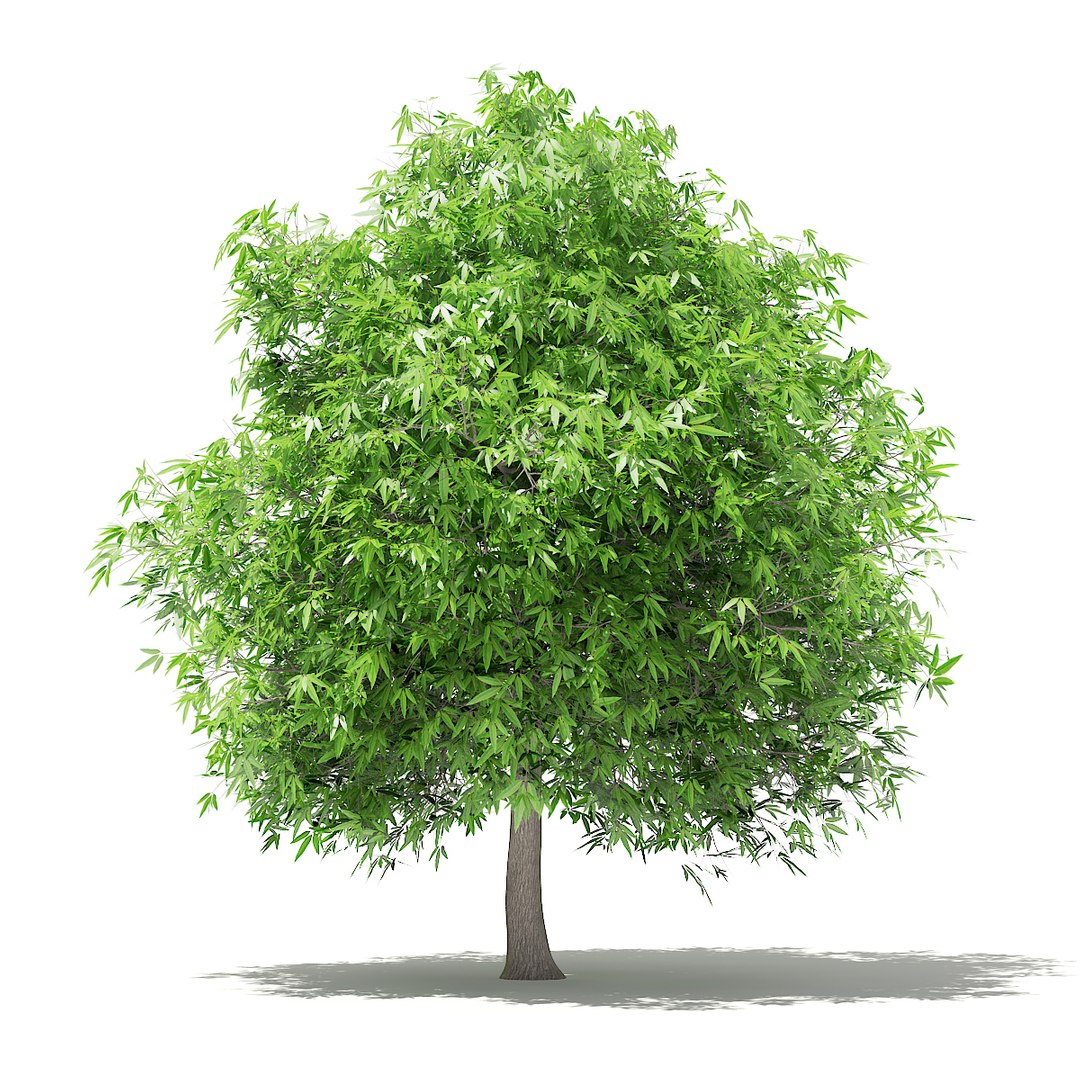 3D fruit trees volume 105 https://p.turbosquid.com/ts-thumb/PG/LIpBge/hH1GhjeD/cgaxis_models_105_4700/jpg/1533498034/1920x1080/fit_q87/f6151bbed13105f2daf84c828ac8530625ab94ec/cgaxis_models_105_4700.jpg