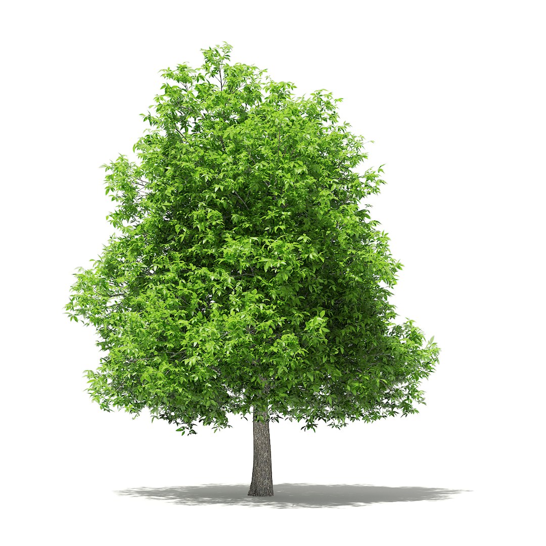 3D fruit trees volume 105 https://p.turbosquid.com/ts-thumb/PG/LIpBge/j4vNQbGB/cgaxis_models_105_0700/jpg/1533498032/1920x1080/fit_q87/48d100b46303e96773a1054c0b578ba1e21eb7e0/cgaxis_models_105_0700.jpg