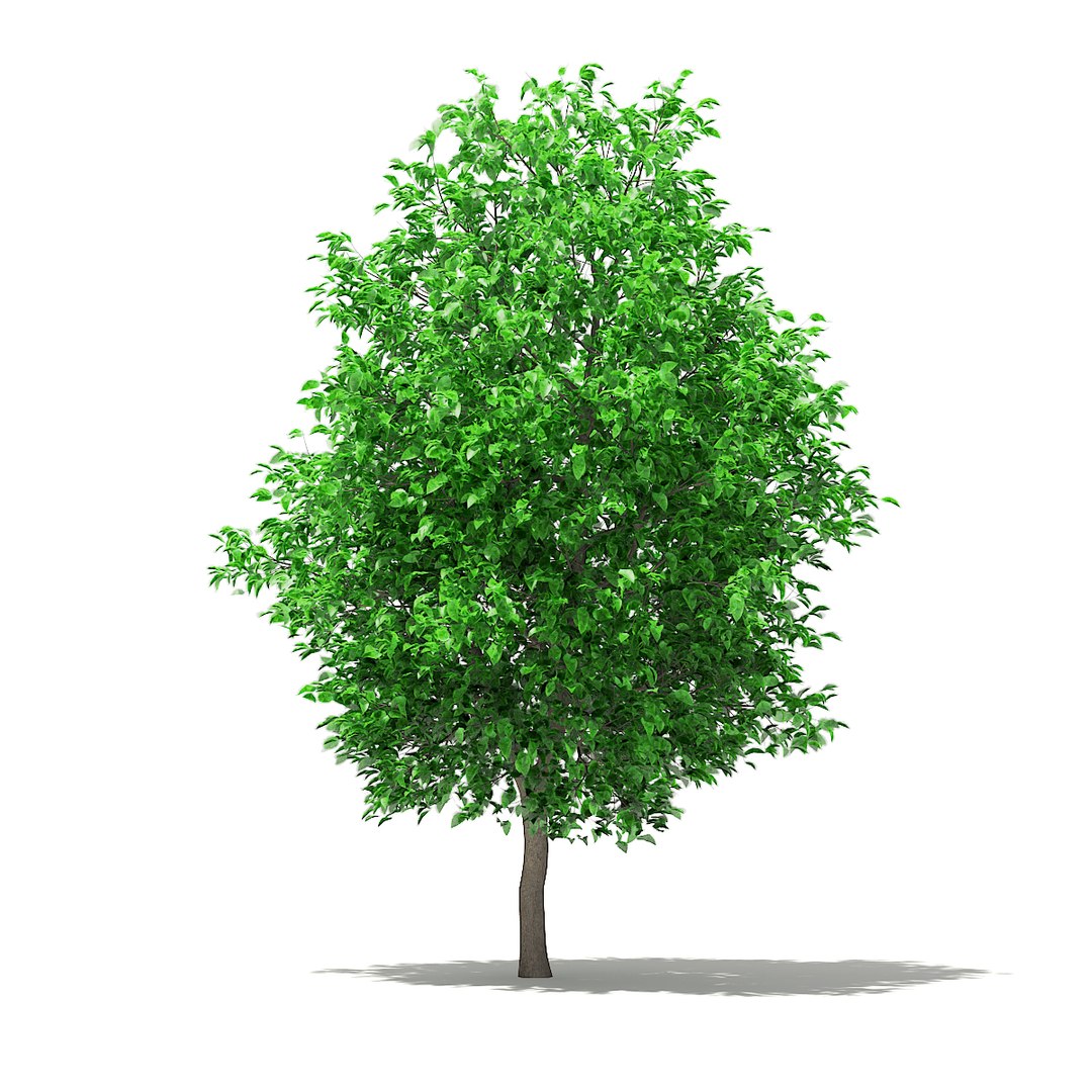 3D fruit trees volume 105 https://p.turbosquid.com/ts-thumb/PG/LIpBge/kNX0Kg3h/cgaxis_models_105_2700/jpg/1533498033/1920x1080/fit_q87/87ba368497dcd9a858b5ce08abaea254ee52c4e1/cgaxis_models_105_2700.jpg