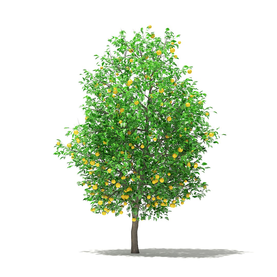 3D fruit trees volume 105 https://p.turbosquid.com/ts-thumb/PG/LIpBge/lN5jDpkw/cgaxis_models_105_2800/jpg/1533498033/1920x1080/fit_q87/a5193490ff953cdb3ddbac2a66e35070e5d8fa0d/cgaxis_models_105_2800.jpg