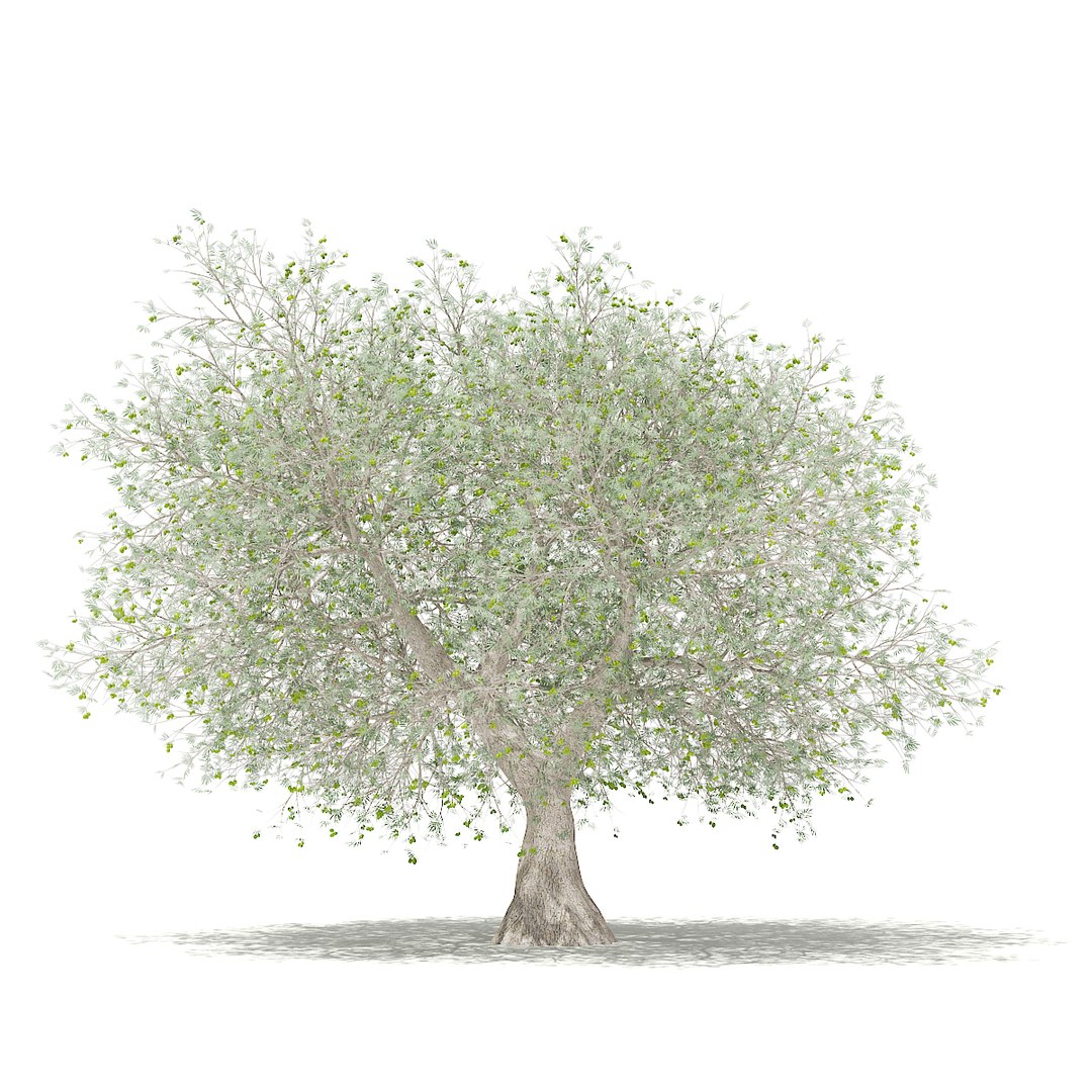 3D fruit trees volume 105 https://p.turbosquid.com/ts-thumb/PG/LIpBge/oBPy1EcT/cgaxis_models_105_3800/jpg/1533498034/1920x1080/fit_q87/2f6ffe8126e09cdf114fd78a5fd962a72b155cf3/cgaxis_models_105_3800.jpg