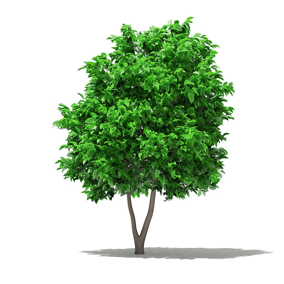 3D fruit trees volume 105 https://p.turbosquid.com/ts-thumb/PG/LIpBge/p0bVLPYa/cgaxis_models_105_2500/jpg/1533498033/1920x1080/fit_q87/036ed01944596d4a72250be195147a8bce2201b1/cgaxis_models_105_2500.jpg
