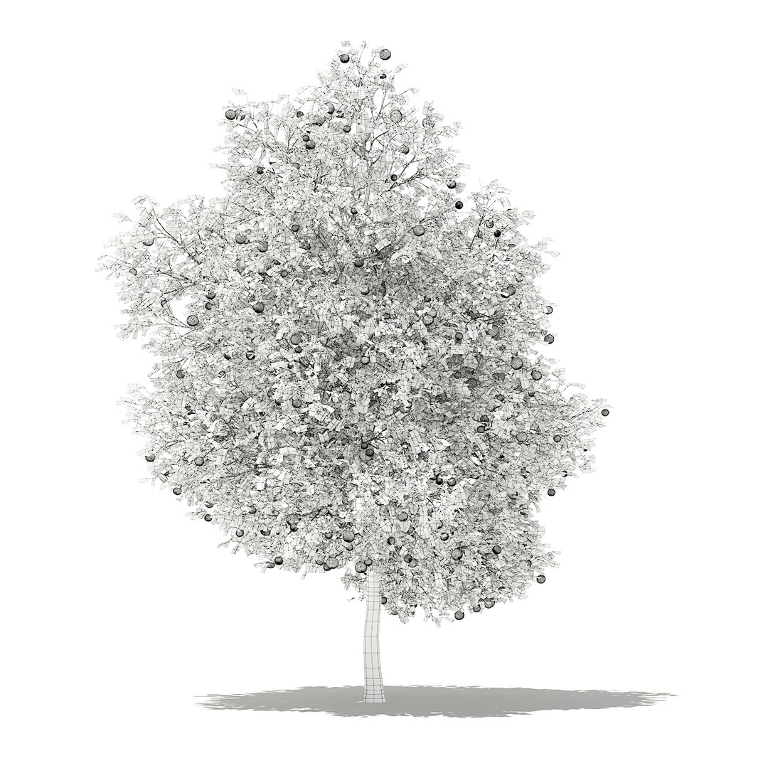 3D fruit trees volume 105 https://p.turbosquid.com/ts-thumb/PG/LIpBge/qoQ155CF/cgaxis_models_105_3000grid/jpg/1533498033/1920x1080/fit_q87/eea5b67aec296ed1e3e816d19198365c7d0b6fc5/cgaxis_models_105_3000grid.jpg