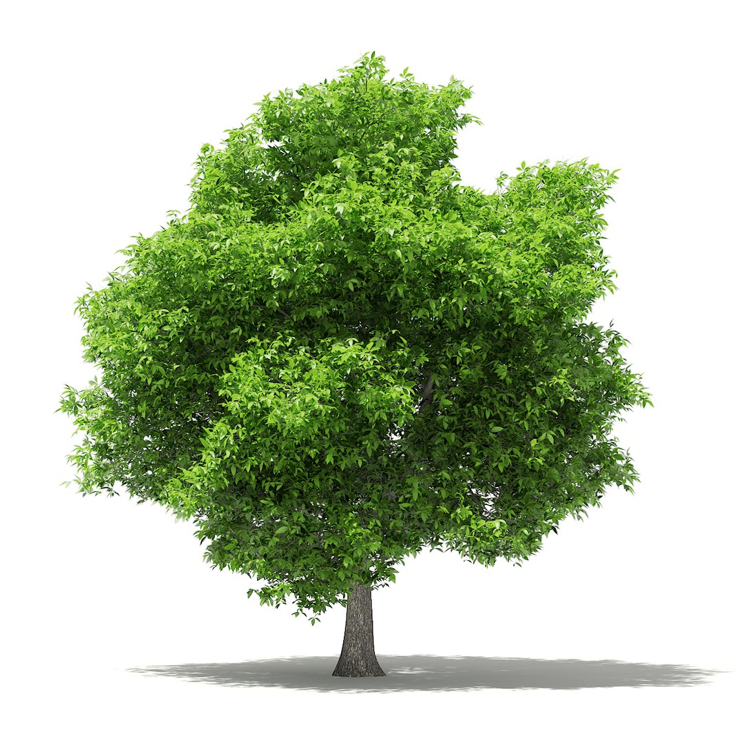 3D fruit trees volume 105 https://p.turbosquid.com/ts-thumb/PG/LIpBge/rq47hzsN/cgaxis_models_105_0900/jpg/1533498033/1920x1080/fit_q87/f21b703a2bab52afb36b44d2ad3cfd6b140b3a39/cgaxis_models_105_0900.jpg