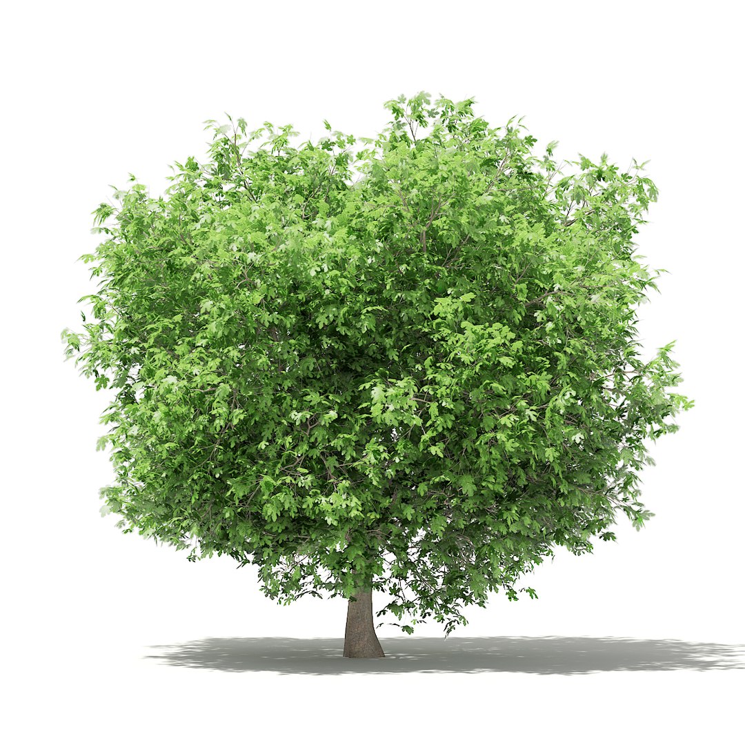 3D fruit trees volume 105 https://p.turbosquid.com/ts-thumb/PG/LIpBge/t8wzqf1c/cgaxis_models_105_1700/jpg/1533498033/1920x1080/fit_q87/5722dfe5d915fae4bcae3a82db6981dd4762320d/cgaxis_models_105_1700.jpg