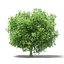 CGAxis Models Volume 105 - Fruit Trees Unreal Engine
